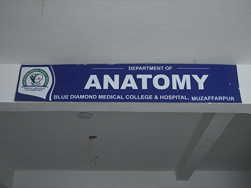 Anatomy